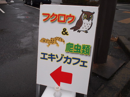 ふくろう＆爬虫類　エキゾカフェ初潜入！！