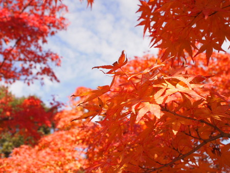 袋井市 茶ピアの日本庭園では紅葉のグラデーションが見事でした♪