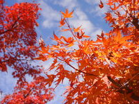 袋井市 茶ピアの日本庭園では紅葉のグラデーションが見事でした♪ 2017/11/28 20:00:00