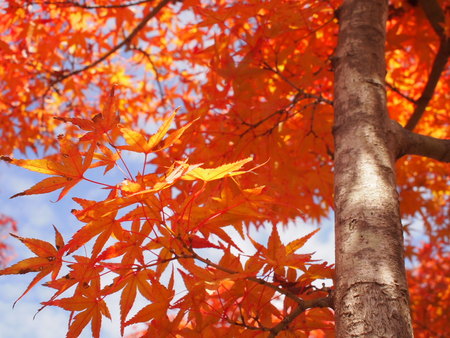 袋井市 茶ピアの日本庭園では紅葉のグラデーションが見事でした♪