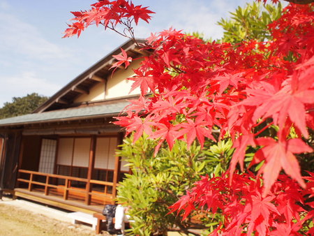 袋井市 茶ピアの日本庭園では紅葉のグラデーションが見事でした♪