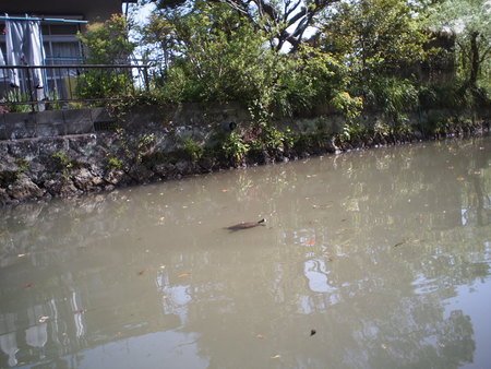 狆のユウ君　おじいちゃんのふるさとへ行く♪　柳川下りを体験！