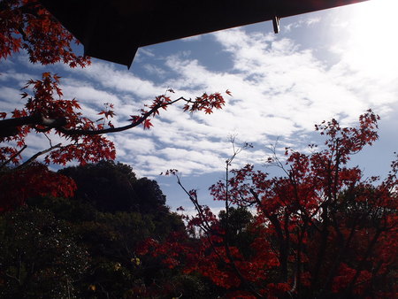 袋井市 茶ピアの日本庭園では紅葉のグラデーションが見事でした♪