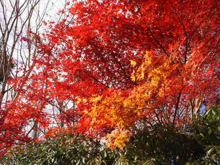 11/13 富士山スカイラインの紅葉は見頃でした♪