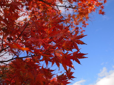11/13 富士山スカイラインの紅葉は見頃でした♪