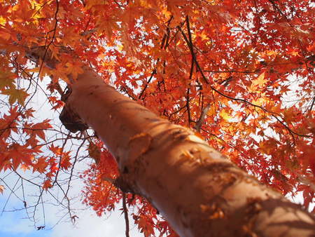 11/13 富士山スカイラインの紅葉は見頃でした♪