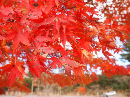 11/13 富士山スカイラインの紅葉は見頃でした♪