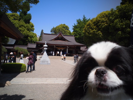 よかばい熊本！ユウ君、水前寺成趣園へ行く♪