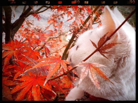 ネコに紅葉♪　おまけでシカ！