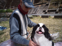 狆のユウ君、秋葉ダム　千本桜でお花見をする♪ 2018/04/02 22:15:35