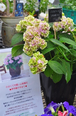 直売所SALE*