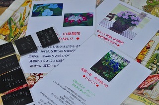 山紫陽花・伊予獅子てまりなど入荷*