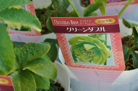 クリスマスローズ・ダブル*