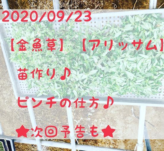 YouTube始めちゃいました*