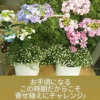 木、金、土、 日、直売所にオープンです 2020/05/29 08:57:38