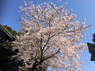 満開