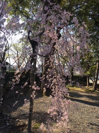 満開