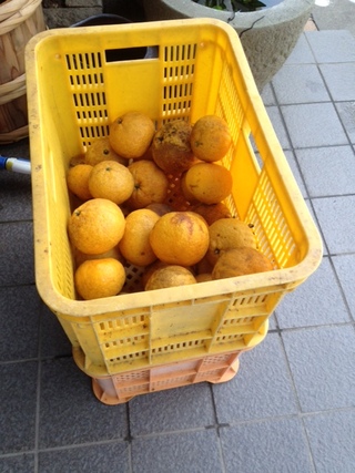 夏ミカンむいちゃいました