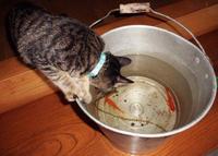 金魚ちゃん、さようなら 2012/09/04 23:31:25