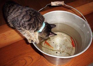 金魚ちゃん、さようなら