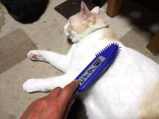 猫のブラッシング