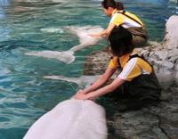 名古屋港水族館＜ベルーガといるか＞