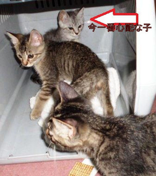 保護猫のその後