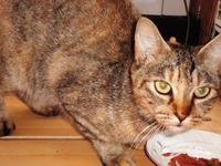 捨て猫・・・みたい 2012/09/05 00:20:45