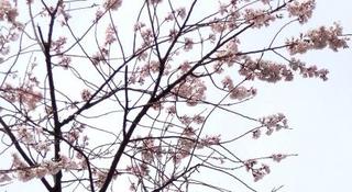 ♪　～　春ですね　～ ♪ ♪