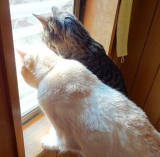 今日の猫