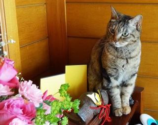 写真写りがいい～～～？　☆　里親募集中だよ　☆