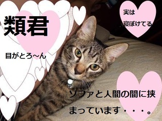 外猫は危険がいっぱい