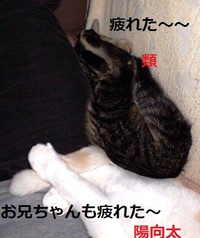 みかん切りって大変 2012/11/25 10:20:46