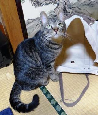 類君の好きな袋ちゃん