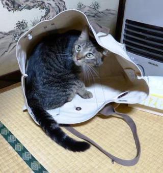 類君の好きな袋ちゃん