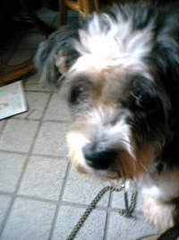 我が家の家族たち-その１- 2013/03/13 01:28:03