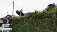 槙の木の剪定