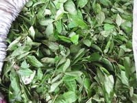 和の紅茶製造