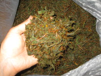 和の紅茶製造