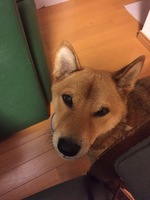 ポニー