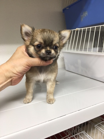 チワワ専門ブリーダー マダム辻岡犬舎 愛知県豊川市から東京 大阪 福岡など全国各地へ 福岡県で 可愛いチワワをお探しのお客様へ