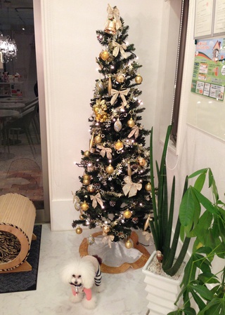 ☆Xmasツリー☆