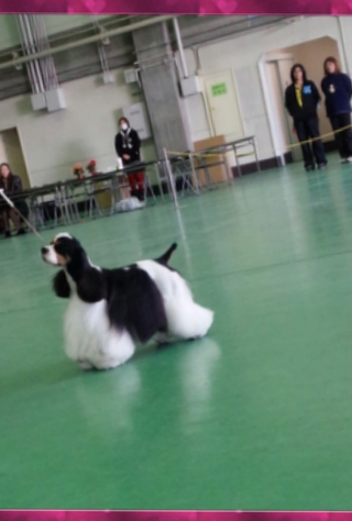 ドッグショー