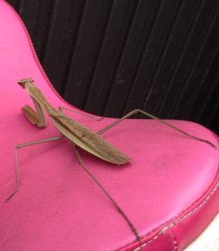 大きなカマキリ( ﾟДﾟ)