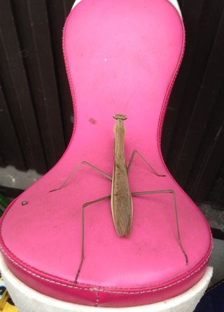 大きなカマキリ( ﾟДﾟ)