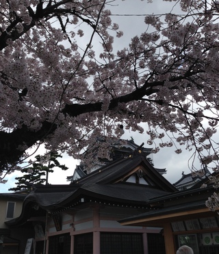 お花見(*´▽｀*)