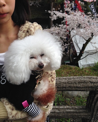 お花見(*´▽｀*)