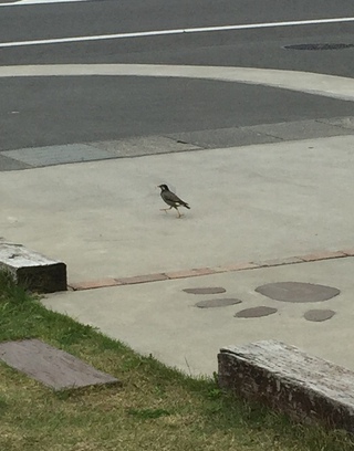 なんて言う鳥でしょうか？