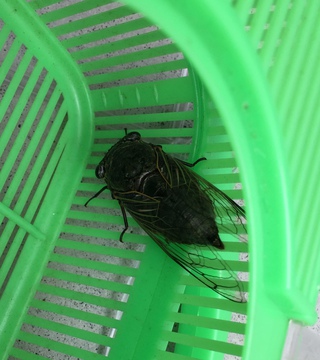 セミ獲り♪