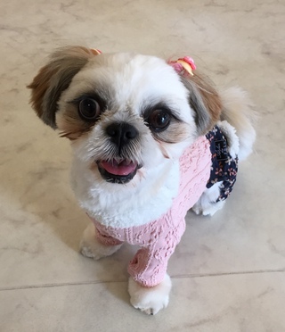 トリミング☆ニコちゃん